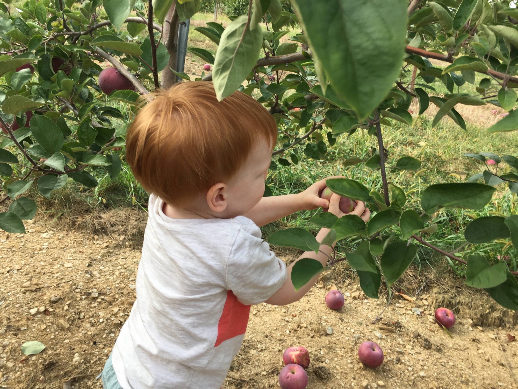 09-17-2016-apple-picking-2 photo
