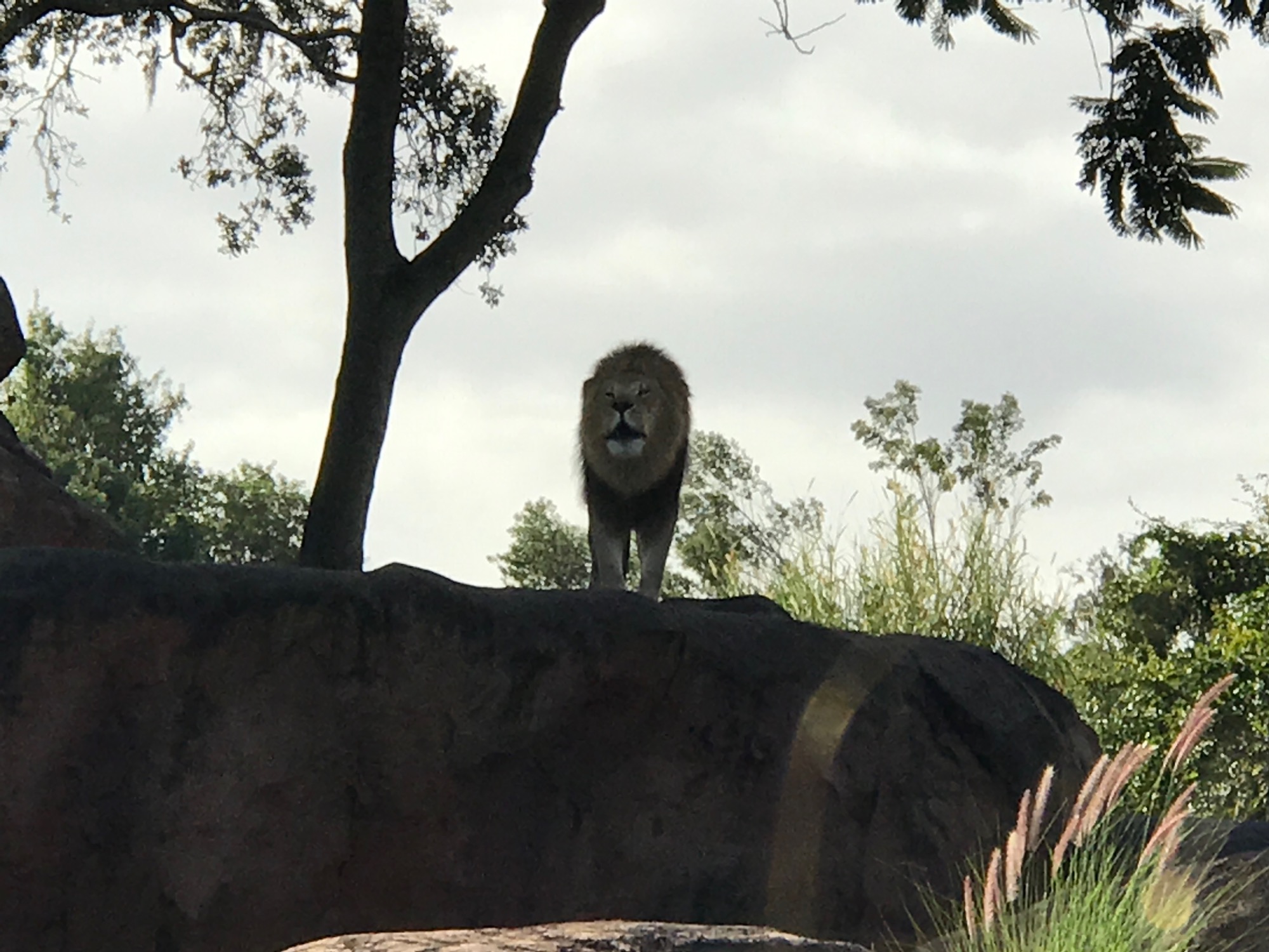 disney-trip-2016-97 photo